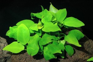 Anubias i nanoakvariet