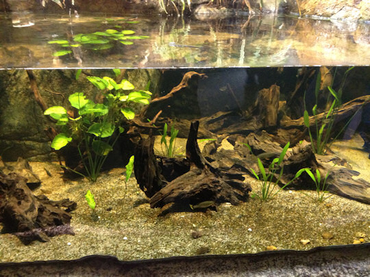 aquascaping