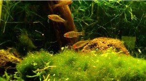 Danio Erythromicron