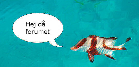 Forumet läggs ner