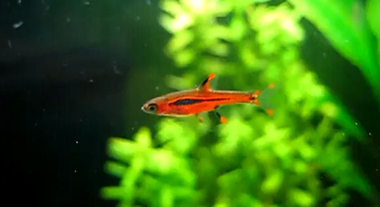 Boraras brigittae