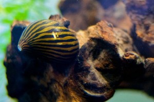 Zebrasnäcka till nanoakvariet
