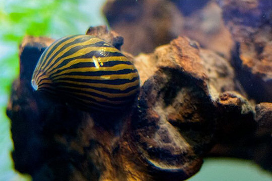 Zebrasnäcka till nanoakvariet